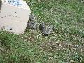 IMG_4311.jpg